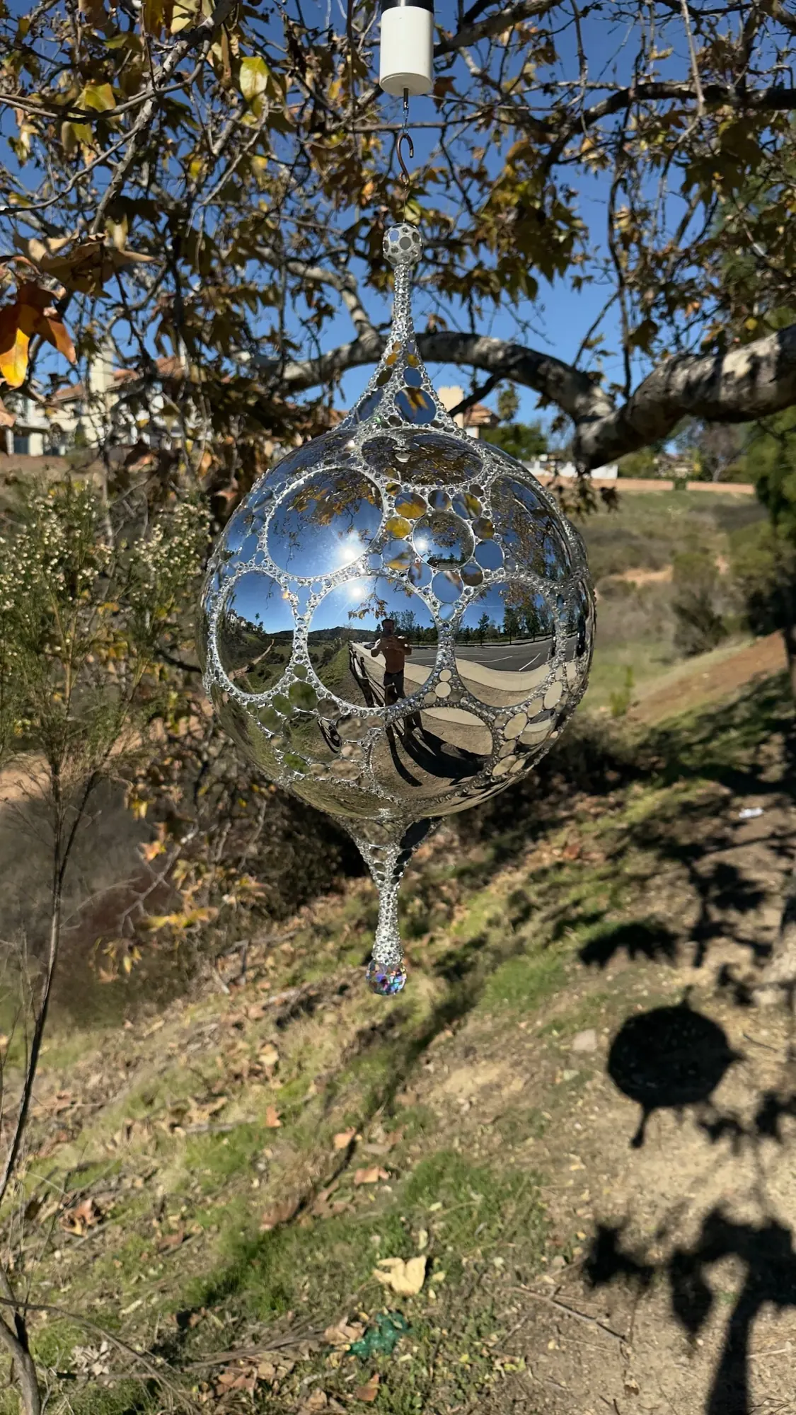 Galactic DiscoSphyr hanging from a tree outdoors above a dry hillside